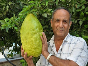 Guinness World Record Esrog