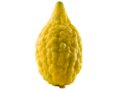 buy online lulav etrog esrog arba minim cheap best melbourne sydney australia
