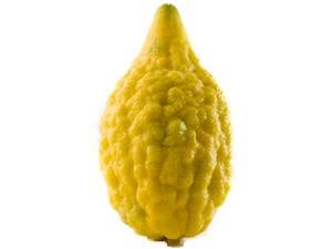 buy online lulav etrog esrog arba minim cheap best melbourne sydney australia