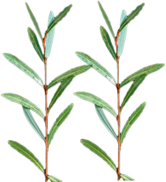 Aravos