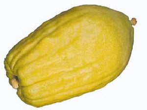 Esrogim (Italian)