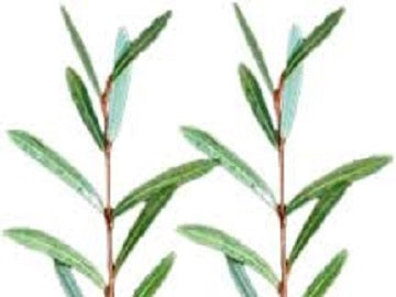 Aravos