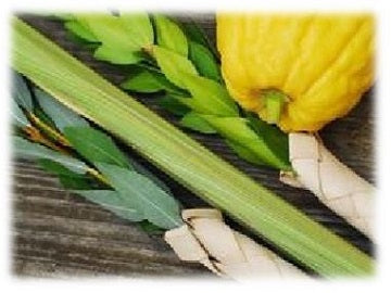 Etrog Esrog Arba Minim Buy Online Melbourne Sydney Cheap