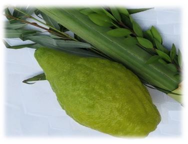 Arba'a Minim Set (Chazon Ish Esrog)